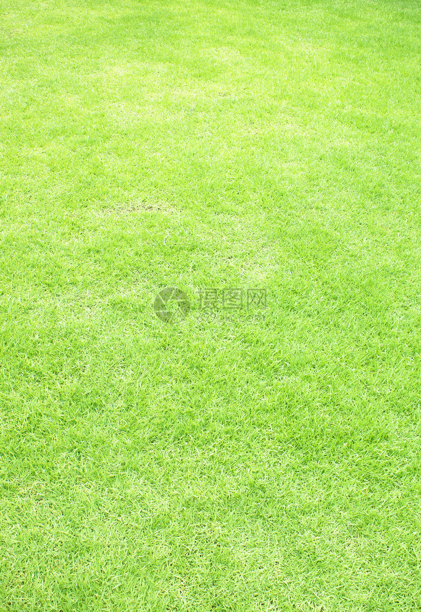 草作为背景的纹理土地生长草地运动环境植物群框架植物蓝色草皮图片