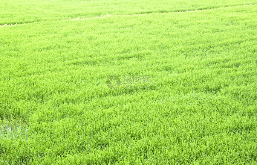 稻米田生长热带农村宏观农场季节植物谷物培育草地图片