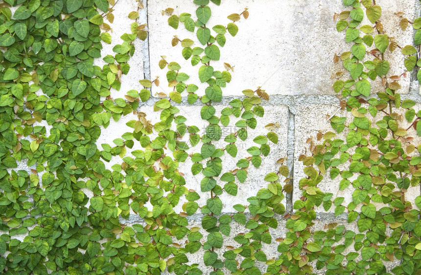 绿色克里普登山者藤蔓建筑衬套叶子植物学枝条墙纸建筑学植物群图片