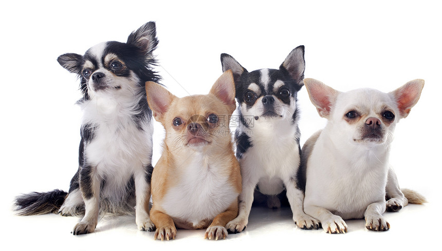 吉华人团体伴侣工作室宠物黑色犬类白色棕色动物小狗图片