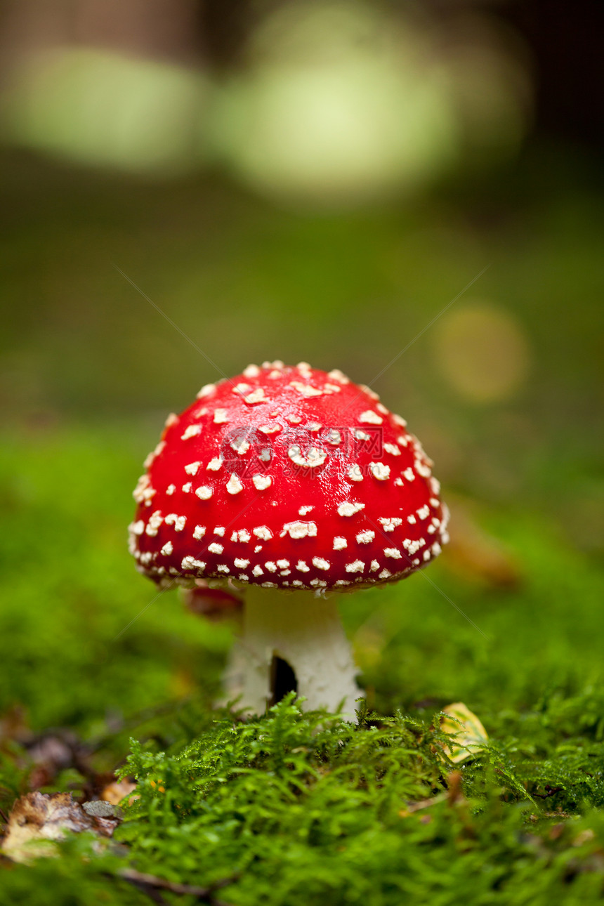 森林秋天的蘑菇详细细节 请见此毒蝇植物菌类危险季节木头地面叶子宏观生物学图片