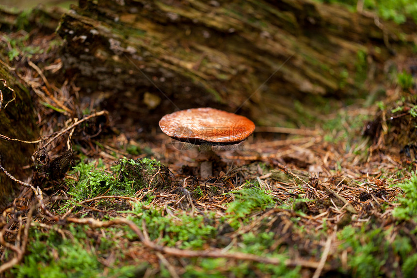 棕色蘑菇秋季户外大型闭合苔藓植物群荒野食物菌类植物季节孢子地面地球图片