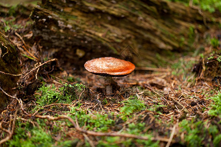 秋天地面棕色蘑菇秋季户外大型闭合苔藓植物群荒野食物菌类植物季节孢子地面地球背景