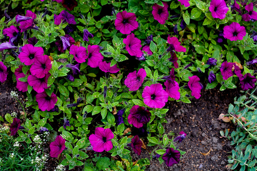 粉花花植物植被水平花期绿色紫色植物群花园蓝色图片