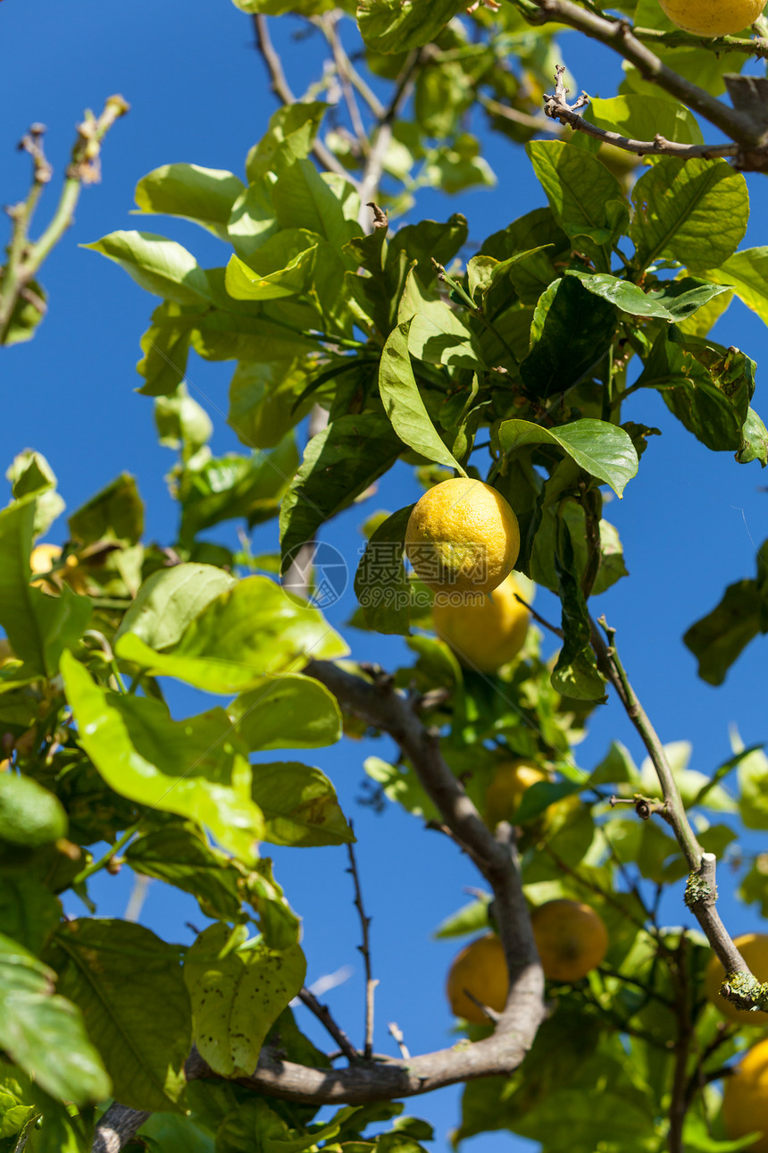 柠檬树上的新鲜柠檬蓝天自然夏天水果收成生长天空花园阳光食物果汁晴天季节图片