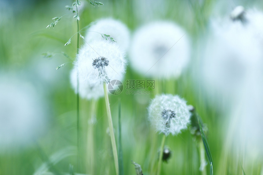 白花层荒野绿色阳光植物白色柔软度生育力晴天图片