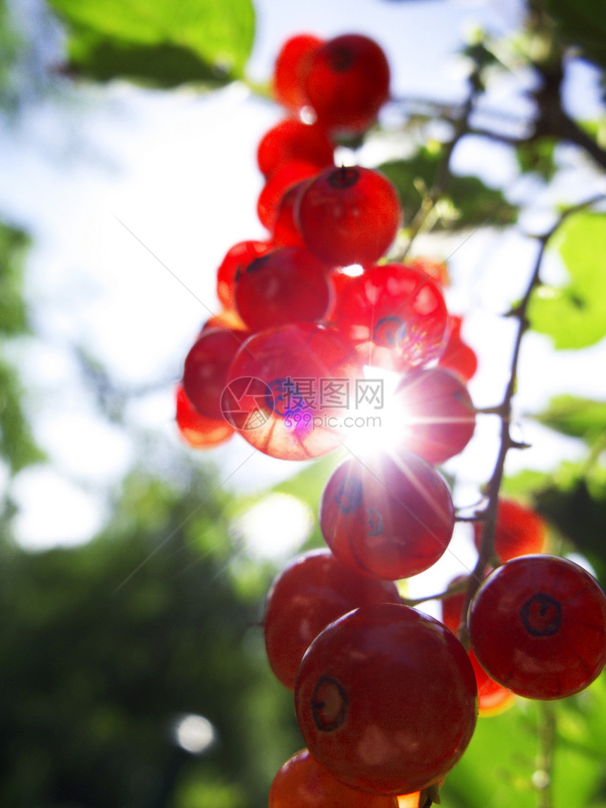 花园里的红花农业叶子收成浆果绿色水果食物衬套植物营养图片