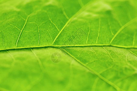 绿叶纹理不对称植物绿色静脉环境宏观背景图片