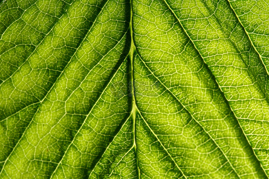 绿叶静脉花园植物叶子森林绿色床单阴影草本植物阳光宏观图片