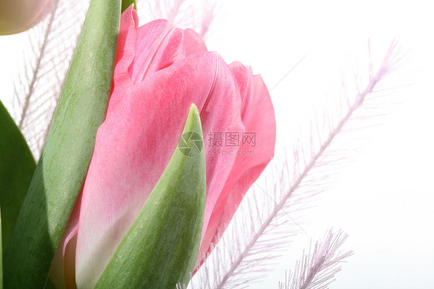 粉色郁金香美丽植物白色花园绿色公园图片