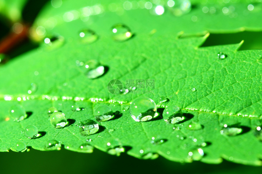 自然自流水露珠绿色草地叶子天气雨滴环境生长生活水滴图片