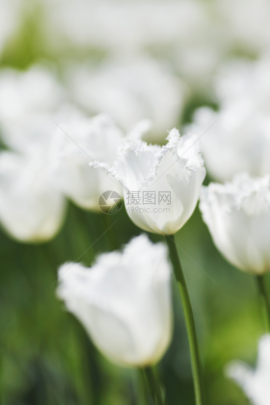 白色郁金香植物公园绿色花园图片