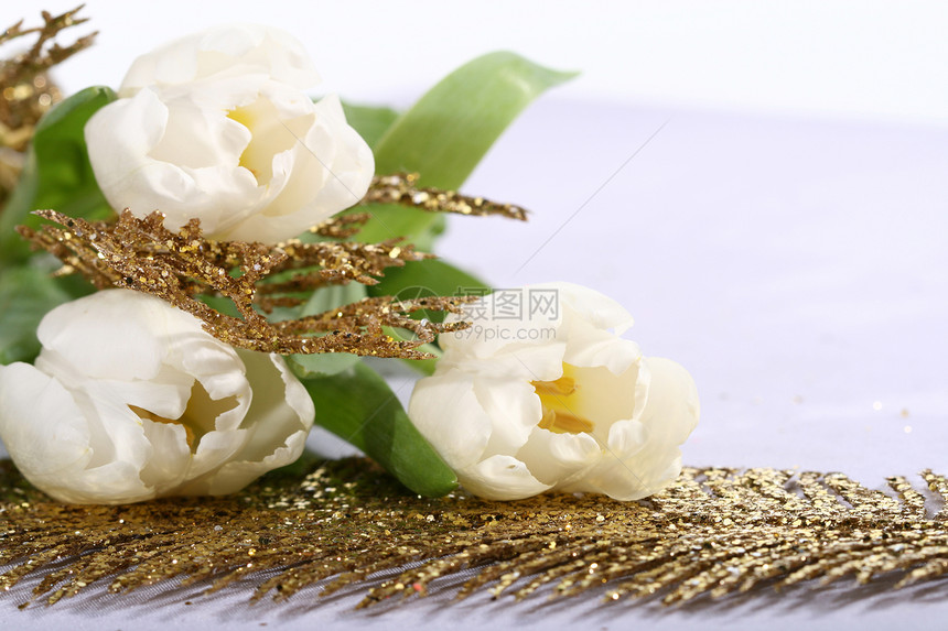白色郁金白宏观郁金香礼物花束图片