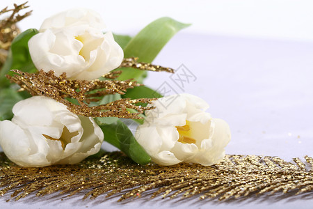 白色郁金白宏观郁金香礼物花束背景图片