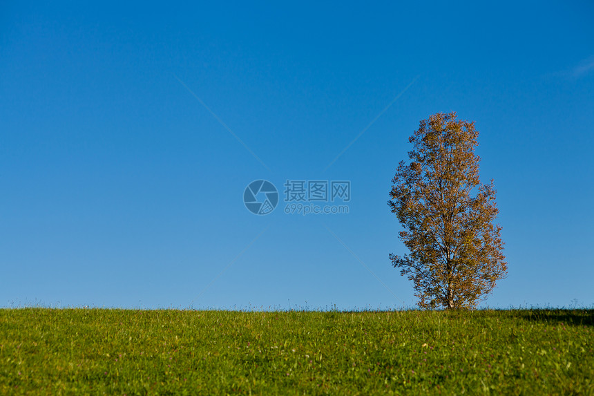 美丽的秋天风景和蓝色的天空植物群场景太阳旅行草地橙子树叶晴天季节农村图片