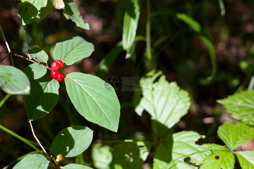 红莓果红色晴天衬套绿色水平阴影植物群荒野浆果图片