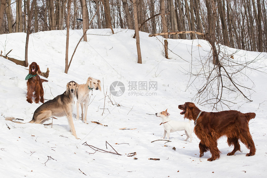 5次狗会议侵略食肉二传手白色姿势黑色棕色宠物水平动物图片