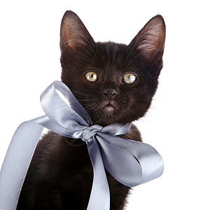 带蝴蝶结黑猫一只灰弓黑猫的肖像脊椎动物宠物眼睛兽医尾巴友谊晶须乐趣农场耳朵背景