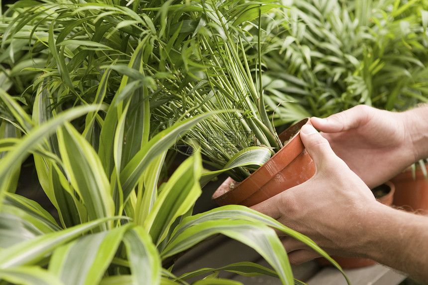 人类手握陶植植物的裁剪图象图片