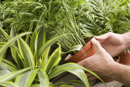 植物1盆栽人类手握陶植植物的裁剪图象背景