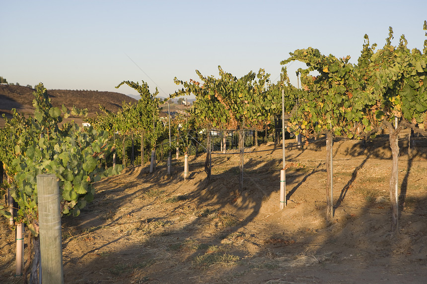 葡萄园中一个铁丝栅栏杆上葡萄藤的乡村地貌图片