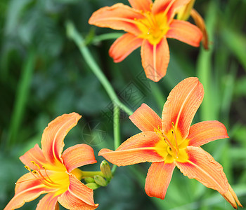 莉莉丝丹百合植物橙子花瓣庆典花朵针状公园时间叶子高清图片