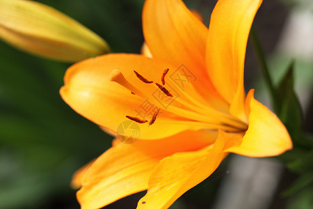 莉莉丝丹花束花朵百合花瓣橙子植物叶子花粉公园时间高清图片