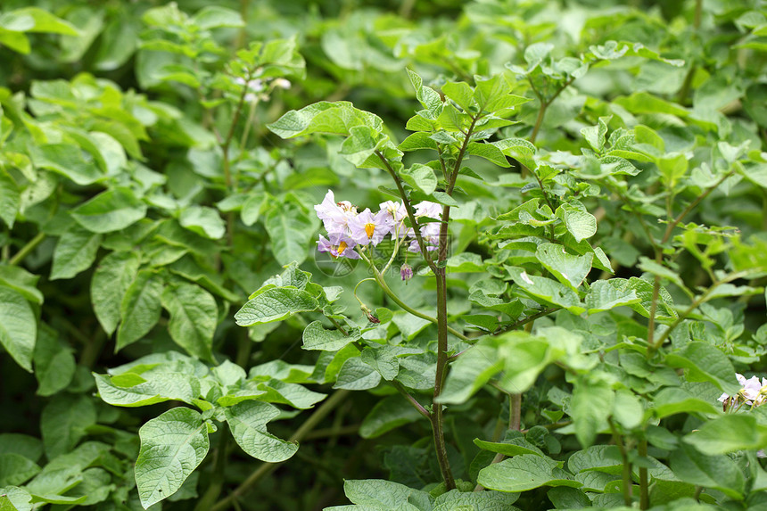 花生马铃薯图片