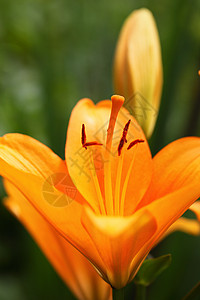 莉莉丝丹叶子花朵礼物橙子庆典时间百合植物花粉公园高清图片