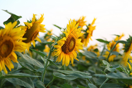向日葵的领域地平线生长运动花瓣雏菊叶子风景天空太阳种子背景图片