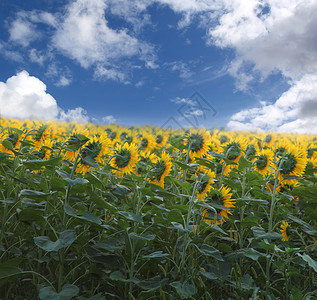 向日葵的领域场地食物家庭生长花朵太阳耕地场景运动花瓣背景图片