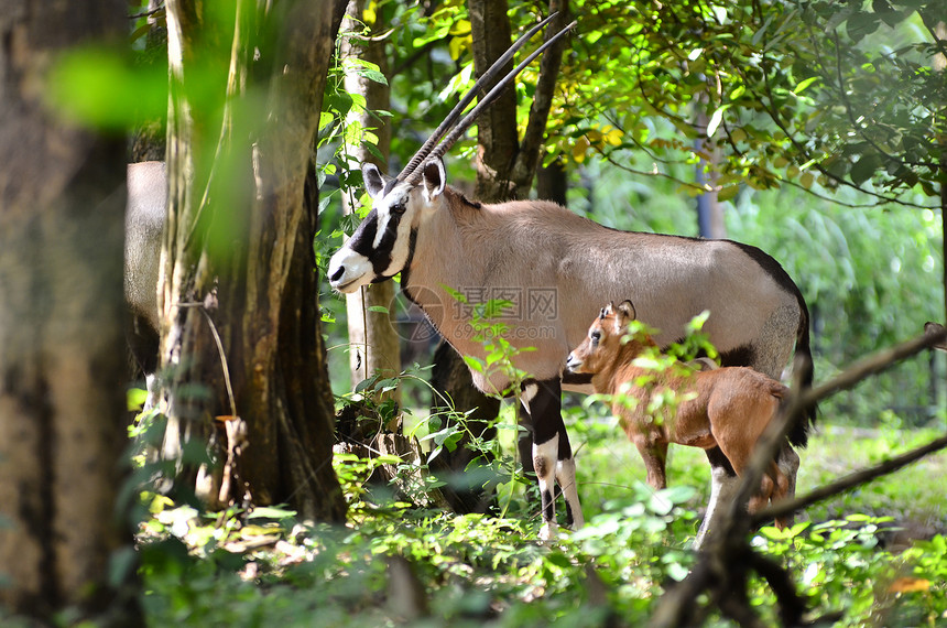 带有婴儿的奥列克斯绿色牛角动物荒野白色哺乳动物羚羊食草宝石野生动物图片