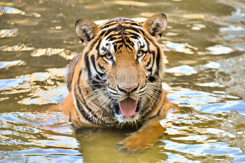 Bengal 老虎动物哺乳动物橙子荒野条纹猫科水池池塘野生动物野猫图片