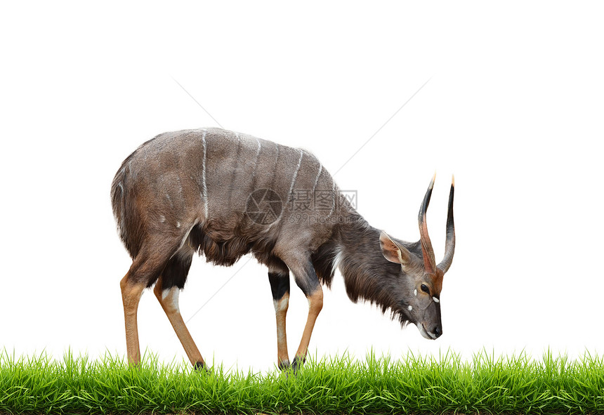 与绿草隔离的尼亚拉鲇鱼食草成人条纹哺乳动物棕色绿色羚羊动物野生动物图片