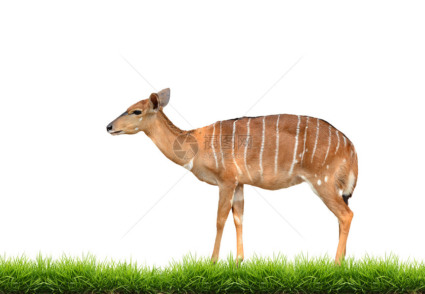 与绿草隔离的尼亚拉鲇鱼棕色动物女性食草白色羚羊草地场地绿色图片