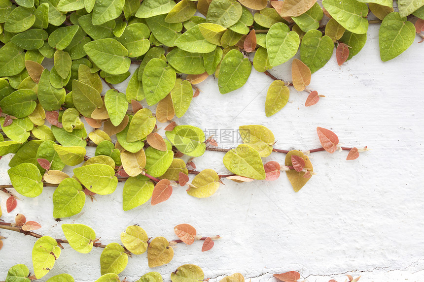 爬上无花果树和白墙栅栏建筑学橡皮绿色生长爬行者村庄房子全球叶子图片