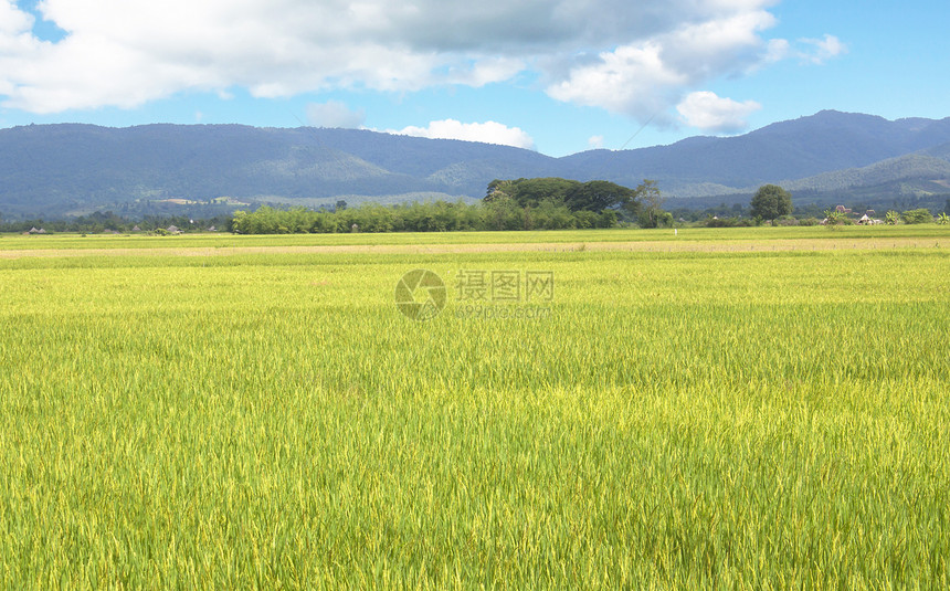 稻田农村农业花园蓝天背景农场蓝色植物学植物天空图片