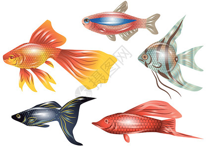 水族馆鱼类团体热带金鱼宠物背景图片