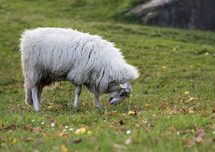 白羊放牧场地农场农田羊肉羊毛动物白色绿色草地牧场图片