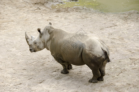 白犀牛 丁模喇叭荒野野生动物灰色动物犀牛犀科濒危食草危险背景图片