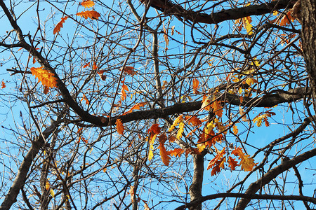 秋天的橡树叶黄色的新鲜高清图片