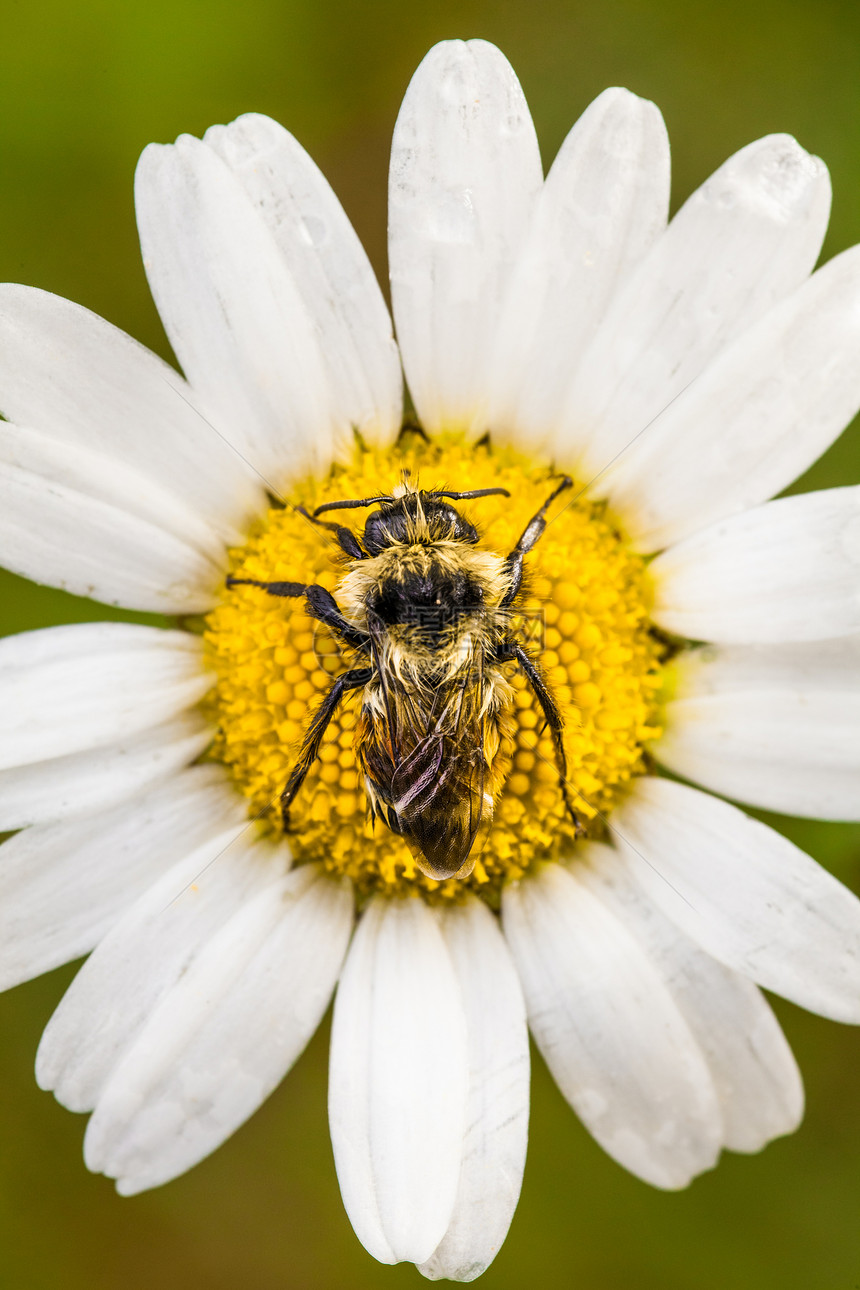 紧贴一朵有水的黛西鲜花上的蜜蜂完美居中环境花瓣场地野花植物漏洞植物群昆虫花园雏菊图片