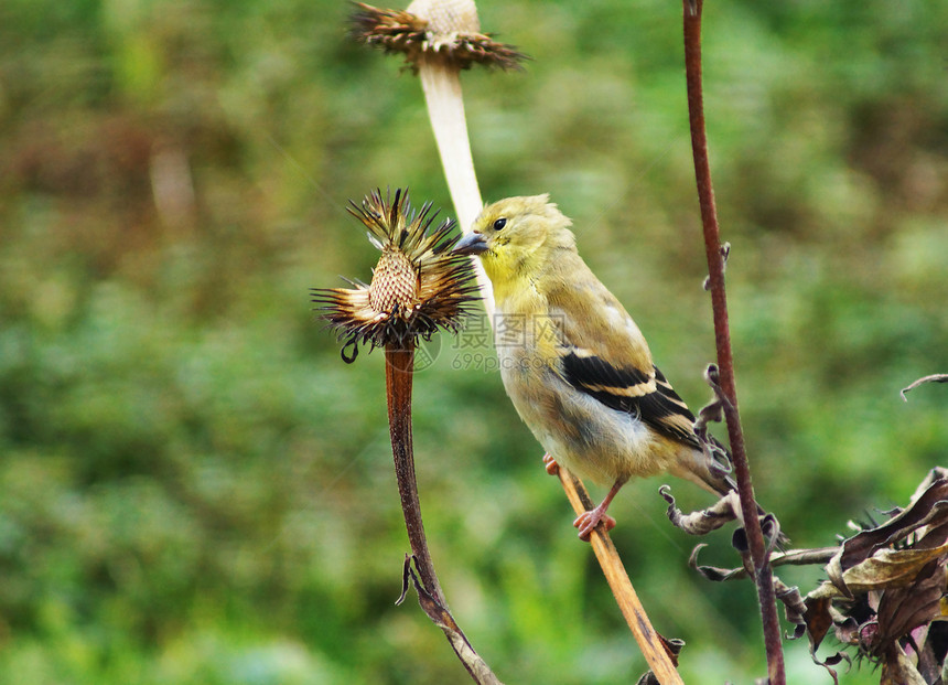 食鸟吃种子动物季节雀科羽毛绿色黄色食物植物群翅雀植物图片