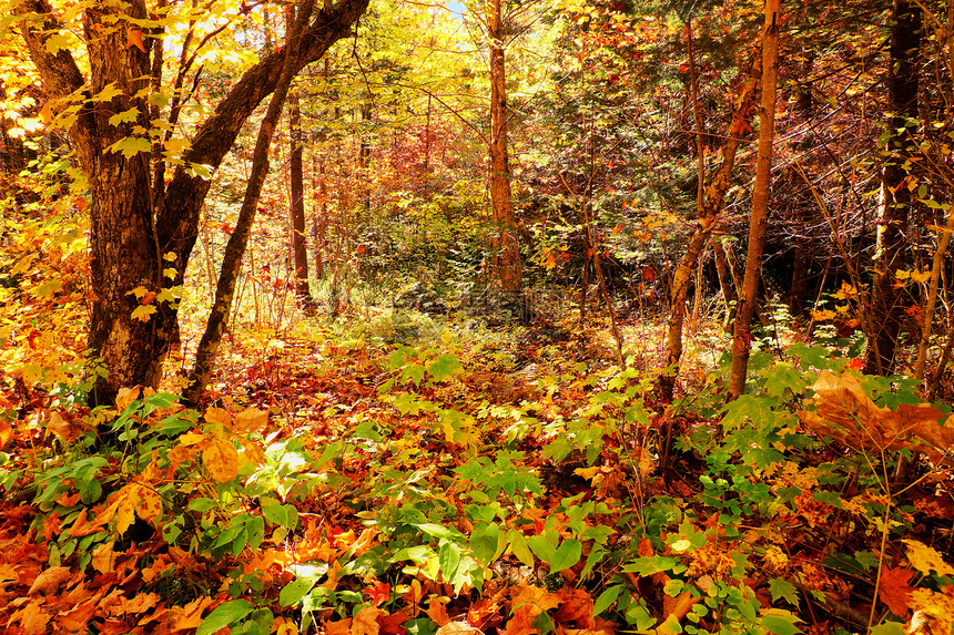 人工林植物群童话叶子树木墙纸地面太阳艺术树叶阴影图片