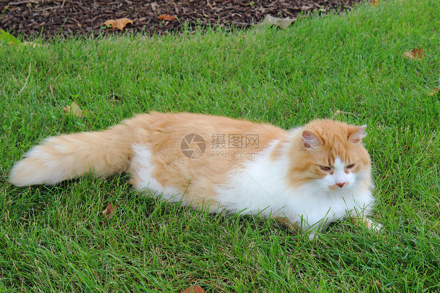 草地上的和白家养的长头发猫图片
