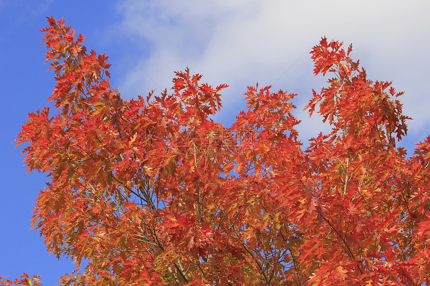 橡树树冠对蓝天红色树叶黄色天空蓝色叶子图片