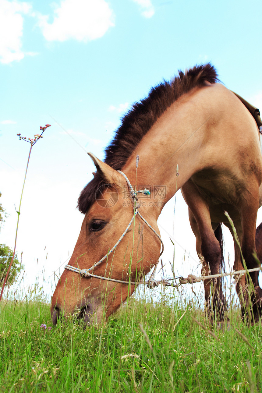 棕色马猪蹄牧场自由耳朵运动天空野生动物尾巴绿色植物训练图片