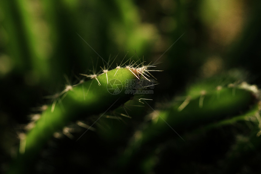 Cactus  特写多刺阳光植物群宏观植物植物学花园阴影叶子肉质图片