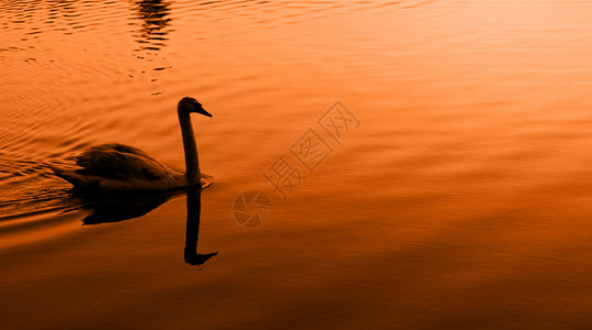 游泳鸟孤单的天鹅荒野游泳羽毛野生动物动物反射鸟类翅膀日落背景