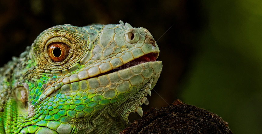 绿色蜥蜴的肖像动物生物爬虫荒野眼睛异国鬣蜥热带动物园情调图片